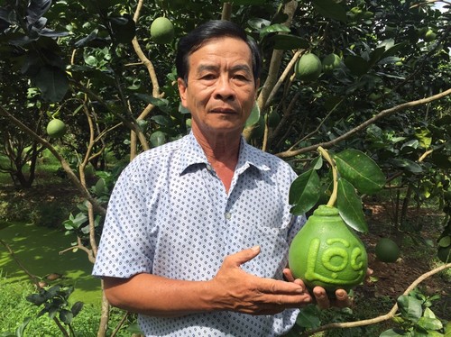 Anbau von geformten Früchten für den Altar zum Neujahrsfest in Chau Thanh - ảnh 2